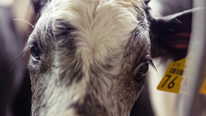 An observational cross-sectional study on herd-level risk factors associated with Salmonella Dublin in dairy herds from Québec, Canada