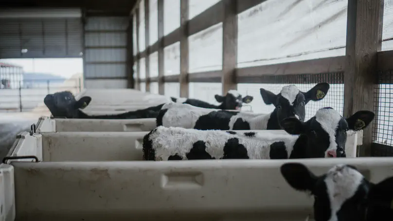 Dynamic and impacts of staphylococcal intramammary infections during dairy cows’ non-lactating periods