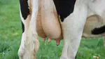Pocast - Sealing the deal: advancing mastitis prevention
